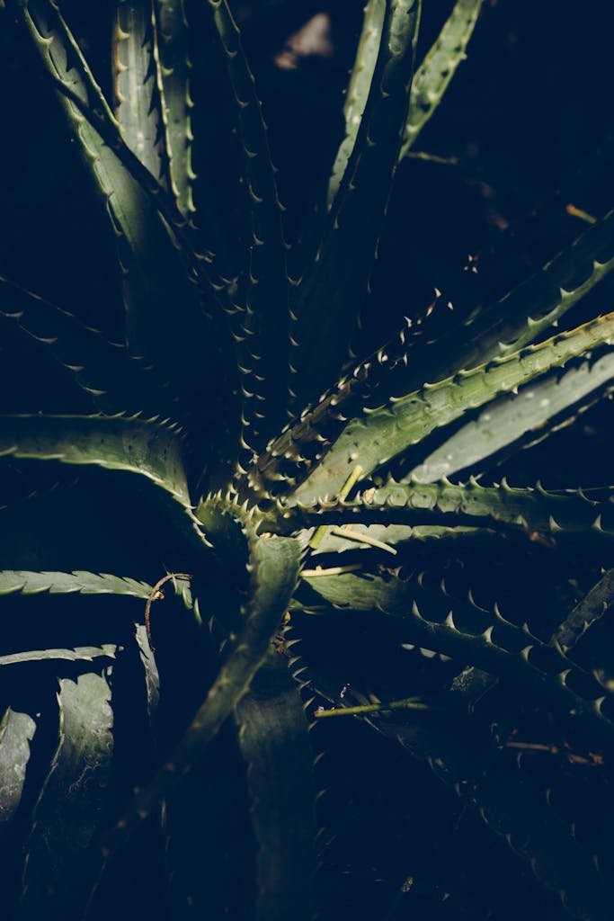 Dark, atmospheric close-up of an aloe vera plant highlighting sharp, textured leaves and shadows.