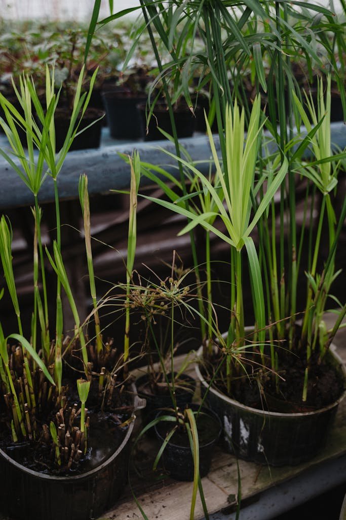 Vertical shot of potted Cyperus plants showcasing lush greenery in a greenhouse setting.